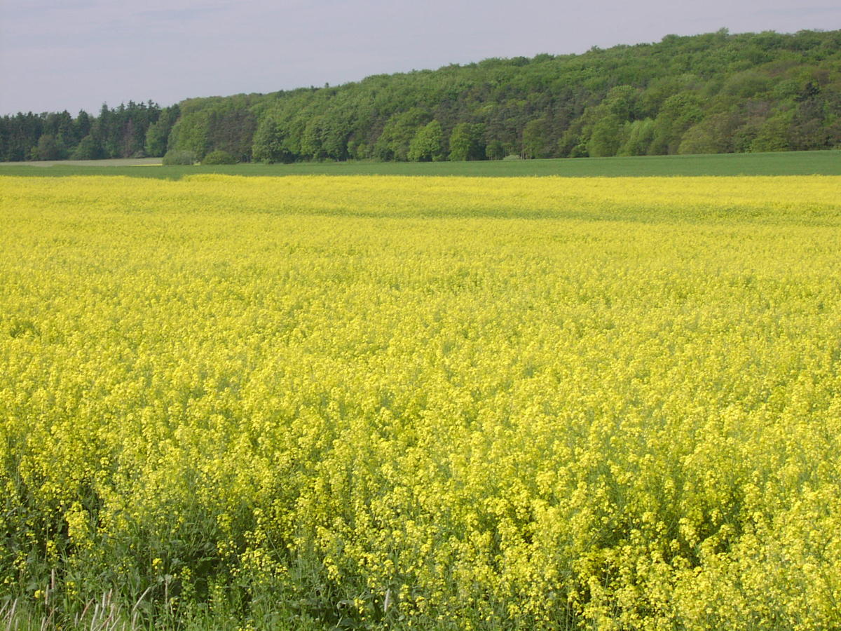 Raps Lexikon Nutzpflanzen Transgen De