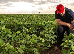 Farmer auf einem Sojafeld Farmer auf einem Sojafeld