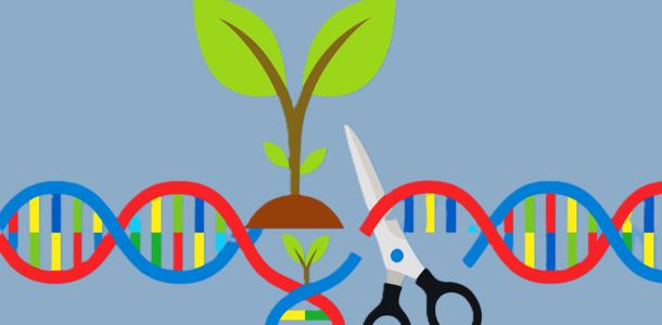 Grafik: Gen-Schere bei Pflanzen Grafik: Gen-Schere bei Pflanzen