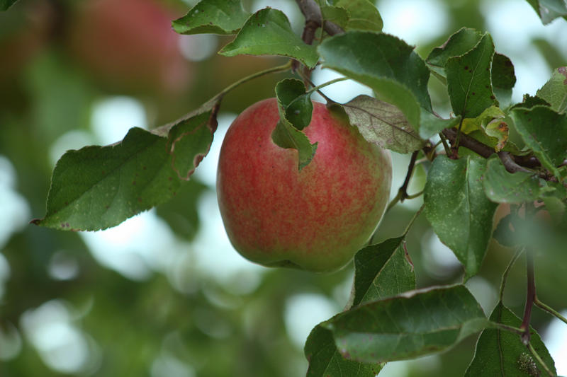 Wie erkenne ich einen Apfelbaum? – Dein interaktives Magazin zum Apfel