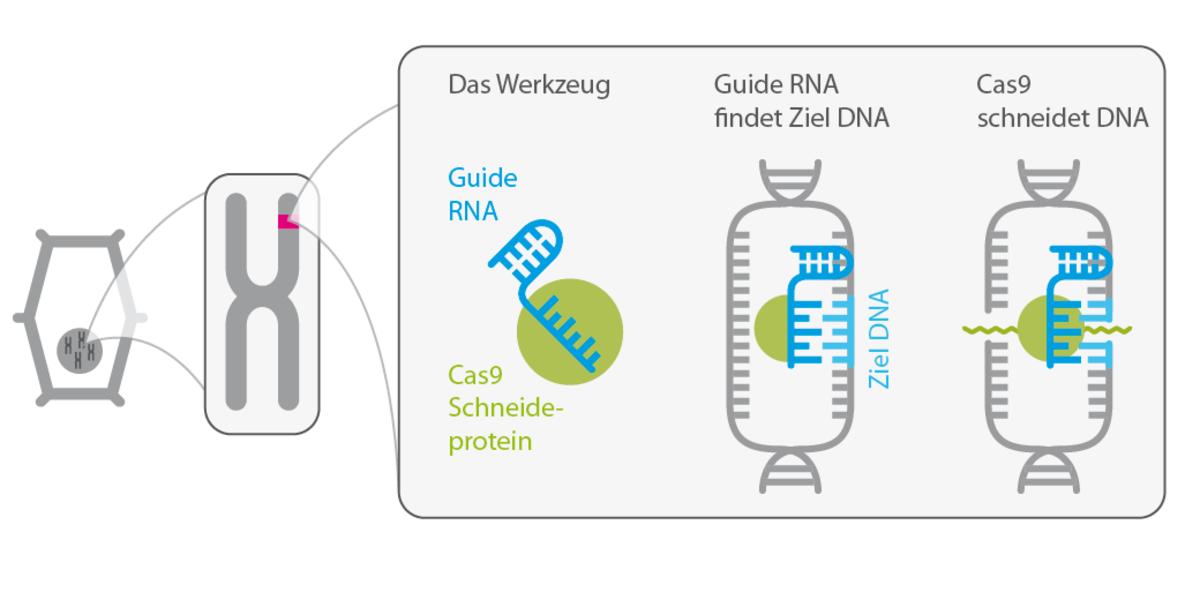 Система cas. Сооружение CAS схемы. Криспер КАС 9 набор. КАС stakani. CRISPR/cas9 технология в фармакологии.