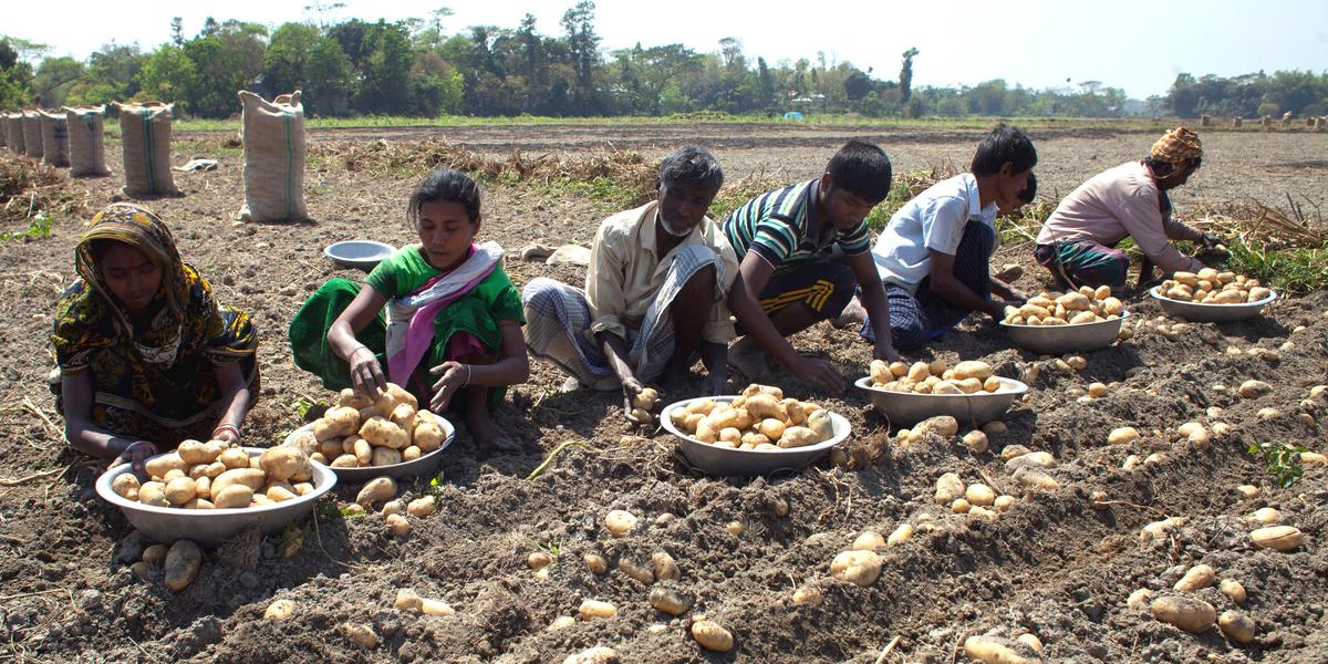 Grüne Gentechnik in Bangladesch: Erst Auberginen, bald auch Kartoffeln