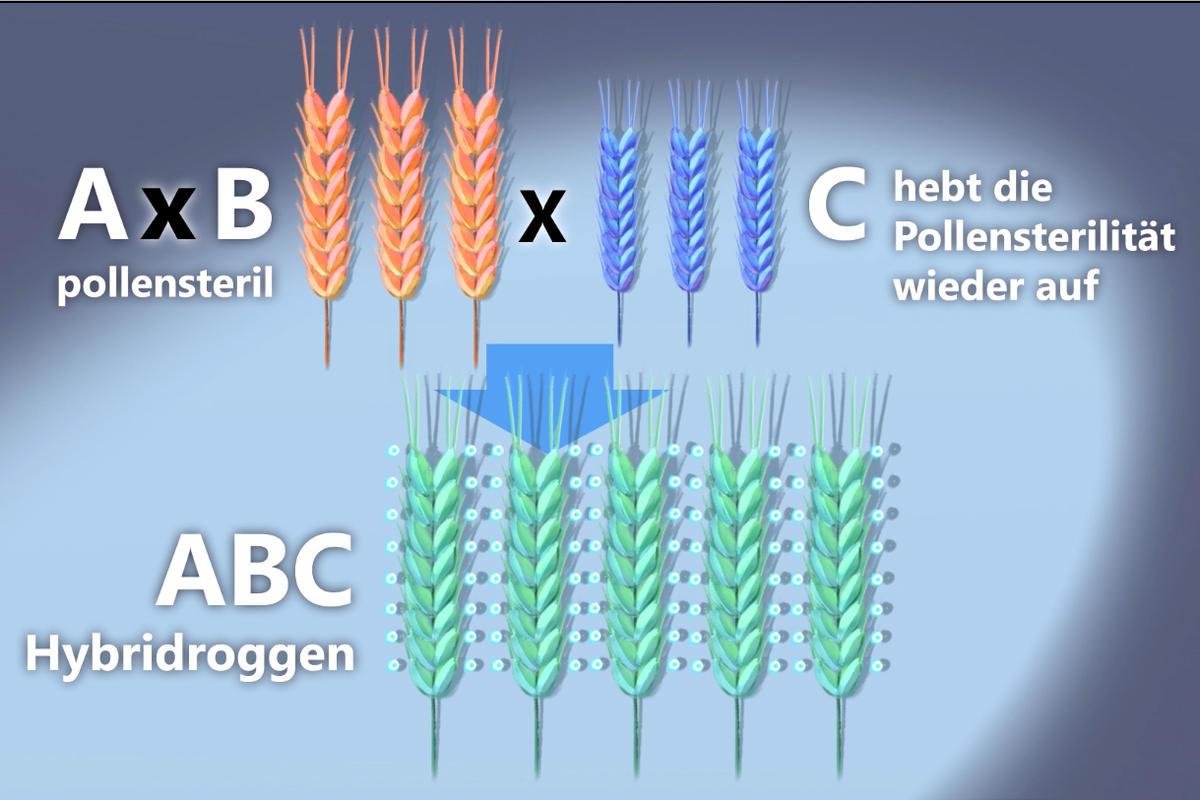 Hybridzüchtung: Vitalere Nachkommen - Forschung - transgen.de