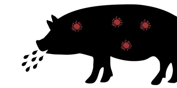 Schwein mit Virus