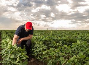 Farmer im Sojafeld, USA