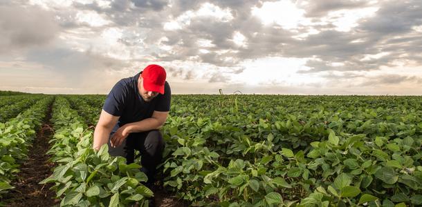 Farmer im Sojafeld, USA