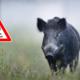 Wildschwein mit Warnschild ASP