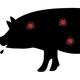 Schwein mit Virus