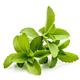 Stevia