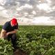 Farmer im Sojafeld, USA